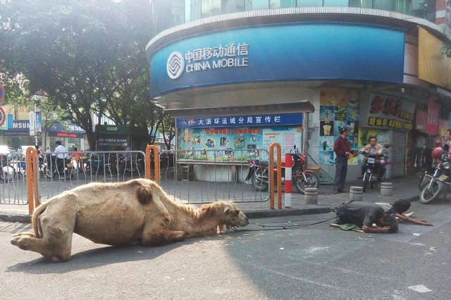 "Nghề" ăn xin ở Trung Quốc là một trong những "nghề" lắm chiêu nhất và vẫn hái ra tiền từng ngày nhờ những màn kịch đau khổ, để đồng loại thương hại. Bên cạnh những người có số phận không may thì vẫn có những người hoàn toàn khỏe mạnh và lười lao động, kiếm ăn nhờ sự đáng thương của mình.