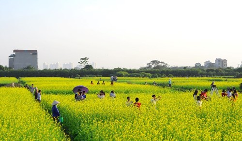  Hoa cải vàng. Mùa hoa cải vàng Hà Nội nở rộ trong chưa đầy một tháng vào thời khắc giao mùa lạnh se cuối năm, nên các bạn trẻ rủ nhau tranh thủ chụp ảnh đúng lúc vườn cải rực rỡ nhất.