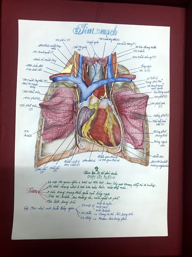 Theo học ngành y nhưng Quách Tấn Tài (sinh năm 1997, sinh viên Đại học Trà Vinh) khiến nhiều người bất ngờ bởi khả năng vẽ tranh sống động. Những bức tranh vẽ các bộ phận trong cơ thể người được  nam sinh trường y thực hiện trong vòng một tuần với chất liệu là giấy A4 và màu nước.