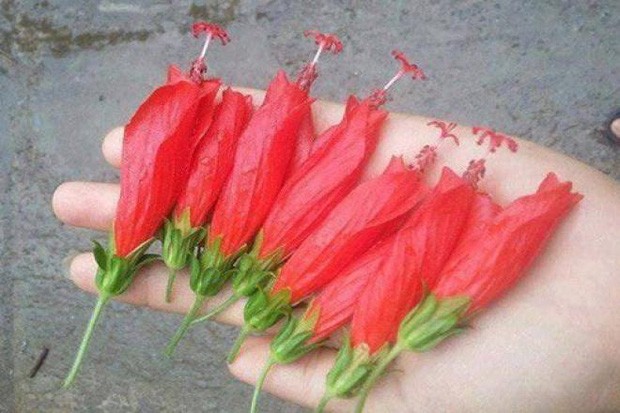 Những bông hoa dâm bụt khi chưa nở hết, thường được lũ trẻ con hái về, ngắt bỏ phần cuống. Ngay vị trí nơi bông hoa tiếp xúc với cuống hoa có vị ngọt, nhờ đó mà nó trở thành  món ăn tuổi thơ yêu thích của trẻ con nhiều năm về trước.