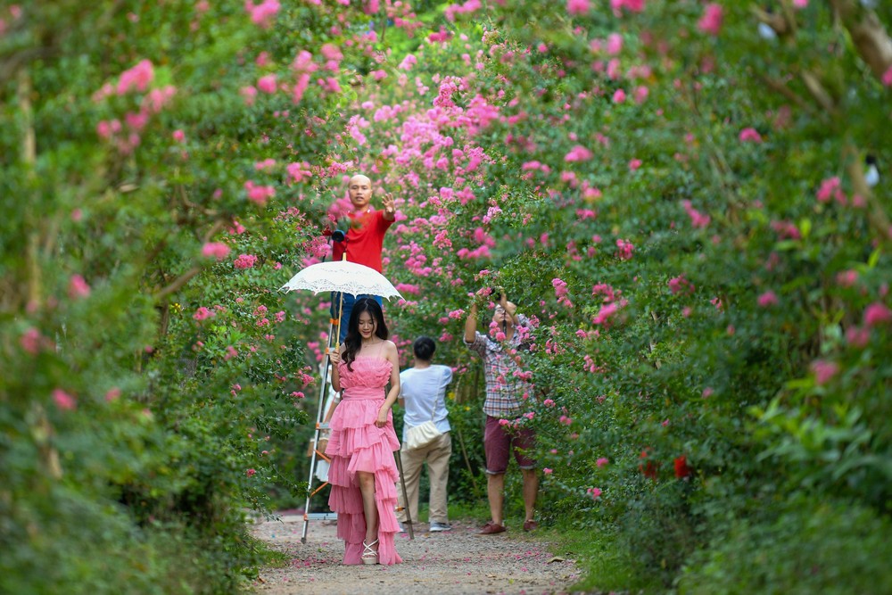 Hoa Tường Vi là một loại hoa thuộc họ Cúc (Asteraceae). Nó có nguồn gốc từ châu Phi, qua thời gian dần dần trở thành cây cảnh phổ biến trên khắp thế giới.