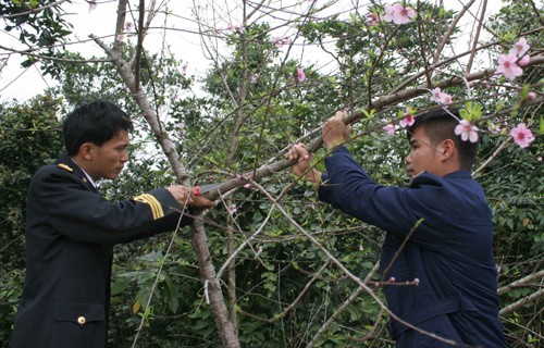 Chúng tôi cùng đoàn công tác Vùng 1 Hải quân đến thăm,  chúc Tết cán bộ, nhân viên, chiến sĩ Trạm radar 480, Phân đội 151 và nhân dân trên đảo Trần (xã Thanh Lân, huyện Cô Tô, Quảng Ninh). Trong ảnh, cán bộ, chiến sĩ Trạm radar 480 cắt cành đào...