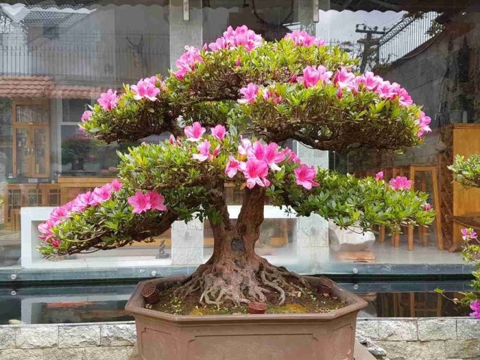 Video: Đỗ quyên bonsai "hét" giá gần 1 tỷ mà vẫn đuổi không hết khách