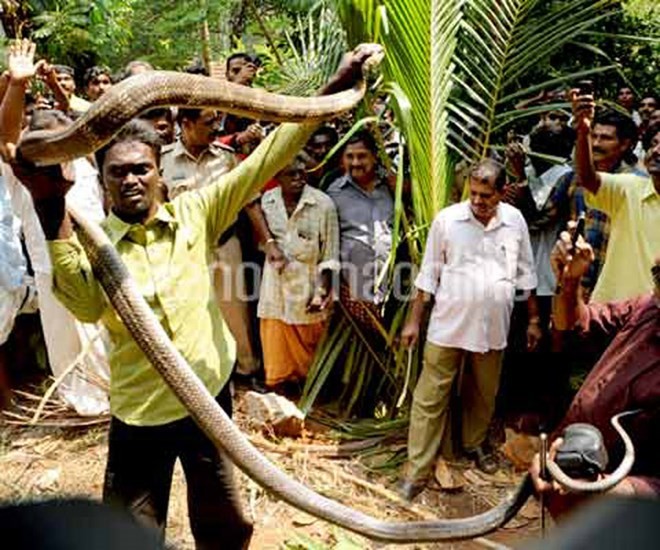 Bang Kerala (Ấn Độ) là vùng đất có rất nhiều loài rắn, trong đó có loài rắn chúa khổng lồ, dài tới 5-6m, nặng đến 20kg.