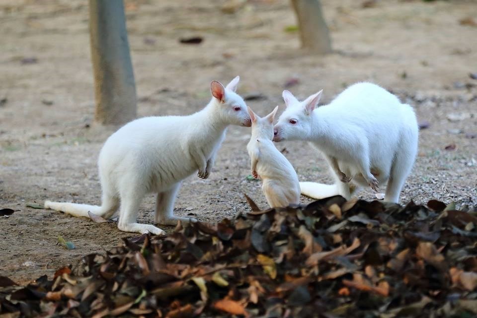 Những du khách có mặt tại công viên tỏ ra vô cùng thích thú khi thấy bạch tạng.