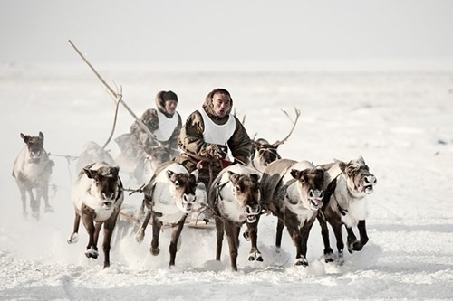 Nenets, hay Samoyeds, là một bộ tộc ở vùng cực Bắc thuộc Nga. Ảnh: National Geographic.