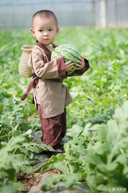 Một anh nông dân trồng dưa ở Trung Quốc vừa cho đăng tải loạt ảnh chụp con trai mình đang phụ giúp cha trên những ruộng dưa trĩu quả, xanh mướt và thích thú trước thành quả của gia đình.