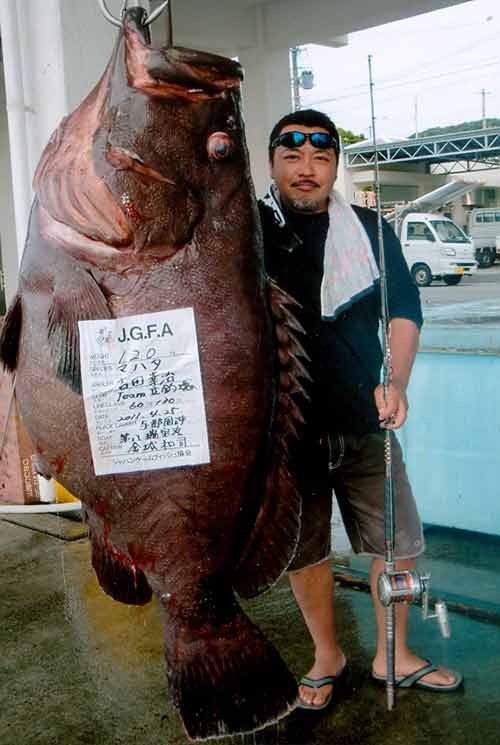 Cần thủ Koji Yoshida bắt con cá mú “khủng” này ngoài khơi đảo Yonaguni thuộc Okinawa, Nhật Bản.