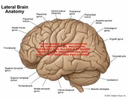 Những bí ẩn khó giải đáp về bộ não của con người