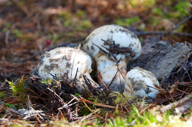  Nấm Matsutake hay còn có tên gọi Mattaje là loại nấm đắt nhất thế giới hiện nay.