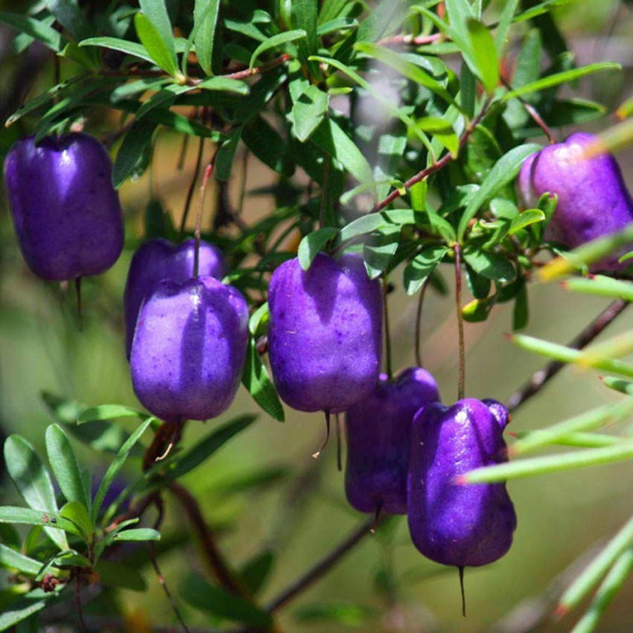  Giống táo màu tím được biết đến với cái tên khoa học là Billardiera longiflora, vốn là một giống cây dạng dây leo.