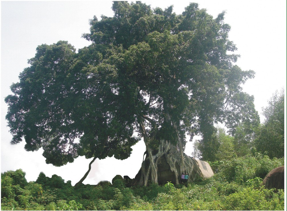 Cây sanh cổ thụ nằm bên bờ suối ở khu rừng xã Giai Xuân, Tân Kỳ, Nghệ An, cách đường giao thông vài km. Các ngành chuyên môn đánh giá đây là cây sanh đẹp nhất Việt Nam có tuổi đời hàng nghìn năm.