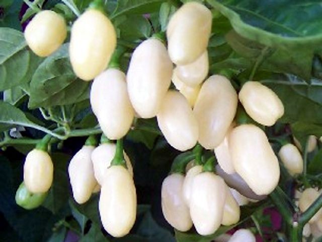 Ớt trắng (ớt Habanero) là giống ớt lạ quý hiếm và cực kỳ cay. Màu trắng của loại ớt này khiến cho chúng trở nên thực sự đặc biệt và quý hiếm.