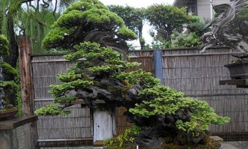 Ngắm những tuyệt tác bonsai của nghệ nhân Nhật Bản