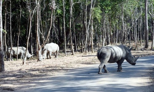 100 thú chết, 135 khỉ trốn khỏi Vinpearl Safari Phú Quốc