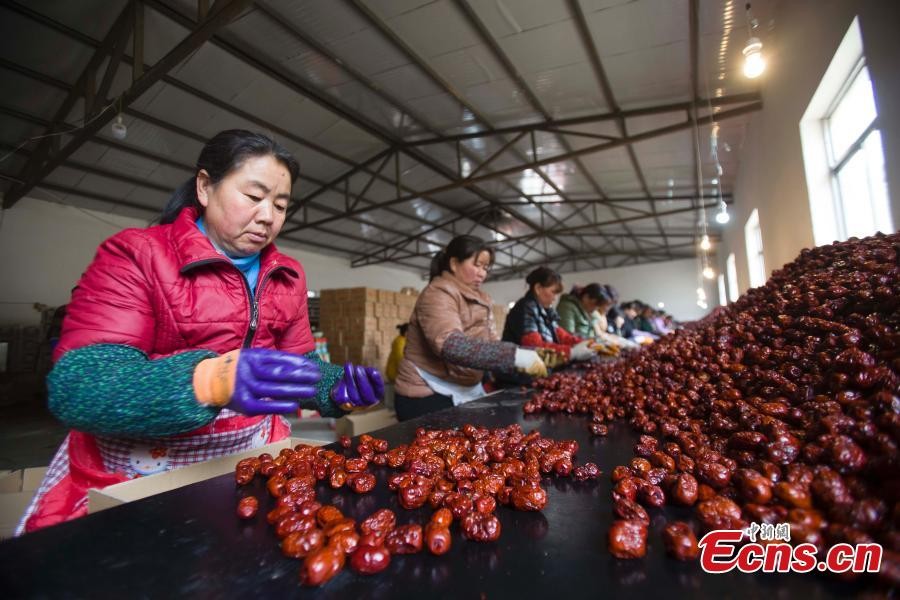 Công nhân phân loại quả chà là tại một nhà máy ở quận Linxian, thành phố Lvliang, tỉnh Sơn Tây, Trung Quốc.