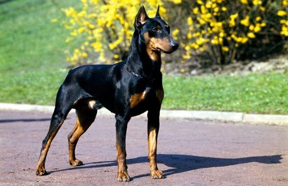 Trong số 4 con chó cắn chủ đến nguy kịch ở Hà Nội đang gây xôn xao, có hai con là giống chó Doberman, tên gọi đầy đủ và chính xác của giống chó này là Dobermann Pinscher (theo AKC American Kennel Club). Đây là giống chó có thể nuôi để giữ nhà, canh gác hoặc làm nghiệp vụ và chúng rất hung dữ.