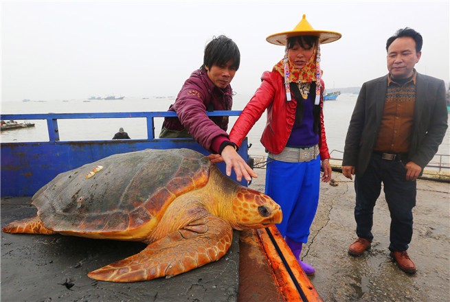 Con  rùa vàng quý hiếm này nặng 70 kg được cho là hơn 100 tuổi, đã tình cờ mắc lưới đánh cá của ngư dân tỉnh Phúc Kiến.