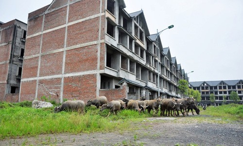 Những biệt thự, resort bỏ hoang thành nơi chăn thả gia súc