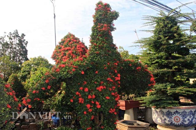 Ông Nguyễn Văn Toản (57 tuổi, người dân địa phương thường gọi là nghệ nhân Năm Thoại) ở ấp 4, xã Long Trung, huyện Cai Lậy, tỉnh Tiền Giang, đã sản xuất được hàng chục con kiểng gà để bán vào dịp Tết Nguyên đán 2017. Loại  cây kiểng hình thú đặc biệt này được làm từ cây bông trang có tuổi thọ cao nên được bán với giá hàng trăm triệu đồng mỗi cặp. Ảnh: Dân Việt.