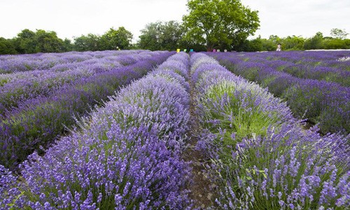  Mê mẩn giữa cánh đồng hoa tại lễ hội Lavender 