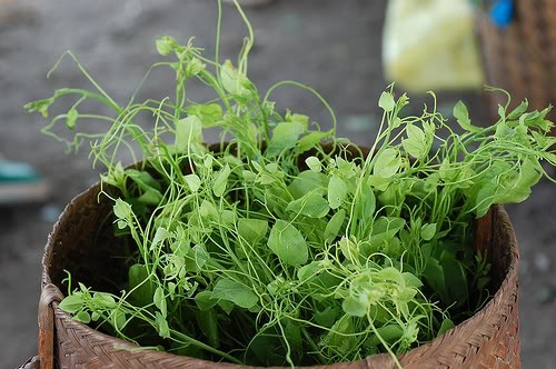 Rau dạ hiến: Rau dạ hiến hay còn gọi là rau bồ khai, tiếng Tày – Nùng gọi là Phjắc diển, thường mọc hoang ở vùng núi đá. Dù là thứ rau dại, mọc hoang nhưng rất hiếm nơi có. Vì thế, dạ hiến trở thành một thứ rau đặc sản Cao Bằng . Vào dịp khoảng từ tháng 2 đến tháng 7 âm lịch, ở Cao Bằng, hầu như không có bữa tiệc nào là không có món rau dạ hiến được xào với thịt bò, lòng lợn hoặc lòng gà. Ảnh: Gia đình và Xã hội.