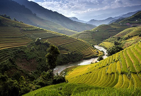 Gạo Basmati, được coi là giống  lúa gạo thơm nhất thế giới, được trồng ở chân dãy núi Himalayas, biên giới giữa India và Pakistan.