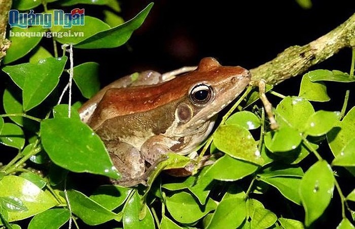 Chẫu chuộc thuộc loài ếch nhái có thân nhỏ và dài, da màu đất và có đôi chân dài nên mọi người vẫn gọi vui là ‘vũ nữ chân dài’. (Ảnh: Báo Quảng Ngãi)