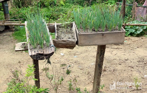 Hành là gia vị không thể thiếu trong các bữa ăn của người Mông Nghệ An. Do vậy để bảo vệ khỏi vật nuôi phá hoại, họ đã trồng trên vị trí cao. Trong ảnh: Dùng cây gỗ chống lên cao để gác những  vườn hành. Ảnh: Đào Thọ.