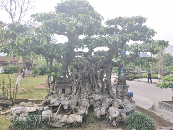 Tuy nhiên, theo vị chủ vườn này, nếu  cây sanh kiểng trên không được giá trên dưới 10 tỷ đồng thì anh sẽ không xuất vườn. Toàn cảnh cây sanh được anh Thành uốn tỉa, tạo hình như một bức tranh về làng quê Việt Nam với mái chùa, cây cổ thụ...