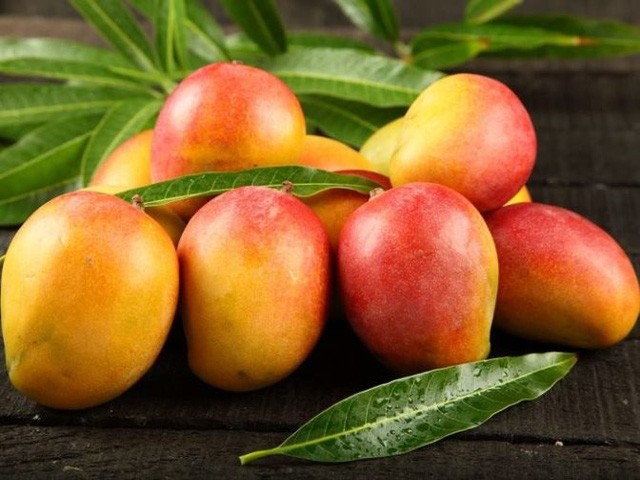 Từ lâu,  xoài vùng Bắc Úc (Northern Territory Mango) vốn nổi tiếng là loại hoa quả có giá trị cao.