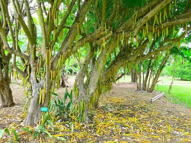 Cây nến có tên khoa học là Parmentiera cereifera, một cây nhỏ với vỏ cây xù xì thuộc họ Bignoniaceae, thường cao khoảng 10 mét, hoa màu trắng.  Quả nến thường phát triển thành từng chùm dài màu vàng, có quả dài nhất lên tới 1 mét.