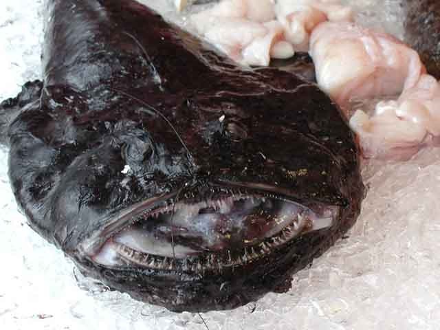 Monkfish là loài  cá xấu xí có nhiều cái tên khác nhau như cá thầy tu, cá chày, cá hàm ếch, quỷ biển… Mặc dù hình dạng bên ngoài của chúng có thể khiến nhiều người cảm thấy ghê sợ, nhưng khi được chế biến thành món ăn thì lại có hương vị rất tuyệt vời.