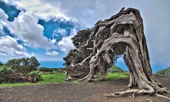 Mọc trên hòn đảo El Hierro, Tây Ban Nha, loài cây có tên El Arbol de la Sabina, nghĩa là "cây bách xù".  Cây xanh hình dáng kỳ lạ này là kết quả của những cơn gió thường xuyên thổi qua.