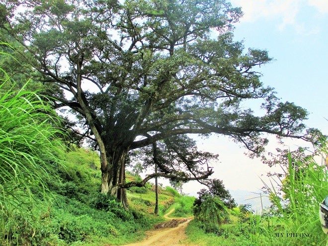 Cách biệt với nhịp sống của phố thị Đồng Văn (Hà Giang), phải qua con đường ngoằn ngoèo và nhiều gập ghềnh, chúng tôi mới tìm đến được thôn Thiên Hương. Con đường đất trơn trượt và khó đi trải dài chừng 5km từ thị trấn Đồng Văn dẫn chúng tôi qua cơ man nào là cây cối vắt vẻo bên những sườn núi.