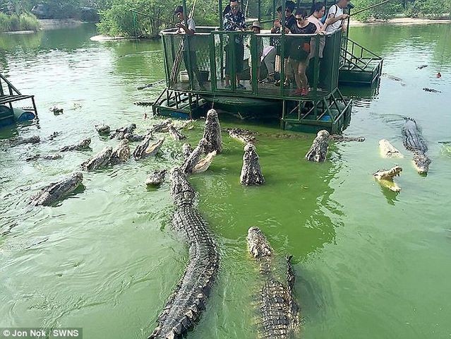 Theo đó, những bức hình được chụp ở khu du lịch Vương Quốc Voi ở thành phố Chonburi, Thái Lan có cảnh du khách Trung Quốc  cho cá sấu ăn.