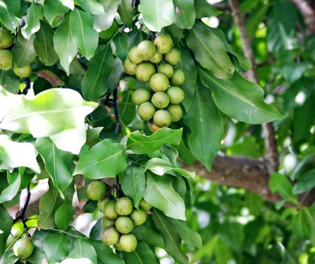 Những trái  chanh kỳ lạ này có tên khoa học là Mamoncillos, có nguồn gốc từ Mexico, Trung và Nam Mỹ, và ở vùng biển Caribbean. Chúng được biết đến với cái tên chanh Tây Ban Nha.