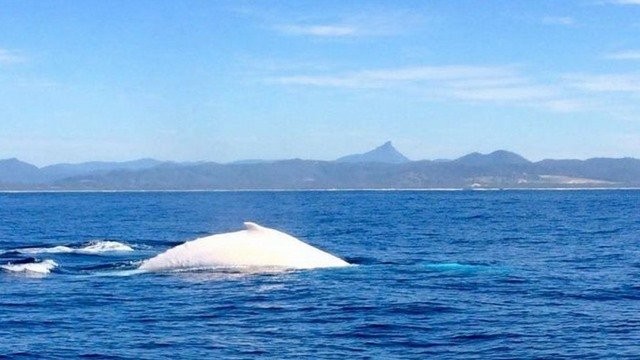 Cá voi Migaloo nổi tiếng toàn cầu vì màu trắng đặc biệt khắp thân người và là chú  cá voi trắng duy nhất được quay phim tài liệu.