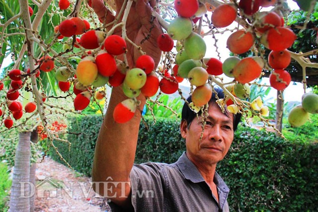 Ông Trần Thanh Nhàn (phường Nhơn Phú, TP Quy Nhơn, Bình Định) cho biết: “Tôi trồng  cau cảnh hơn 4 năm rồi. Loài cây này rất dễ trồng vì ít tốn công chăm sóc nhưng mang lại vẻ đẹp cho không gian khu vườn”.