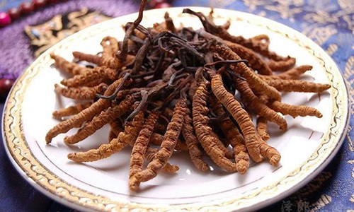 Choáng đông trùng hạ thảo 1,6 tỷ/kg, đại gia vẫn tranh nhau đặt mua