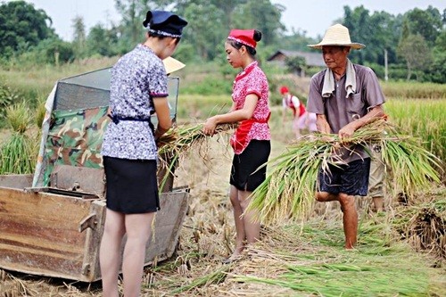 Mới đây, tại một khu ngoại thành ở Thành Đô, Tứ Xuyên, Trung Quốc, dàn  tiếp viên hàng không xinh đẹp, cao ráo gồm hơn 10 người đã cùng xuống ruộng để gặt lúa, thu hoạch, phơi lúa cùng với nông dân tại đây. Được biết, mảnh ruộng nơi những tiếp viên hàng không thực thụ này xuống thu hoạch là mảnh ruộng trước đây những nữ sinh hàng không Thành Đô đã tự mình cấy. Trải qua hơn 3 tháng vun trồng, hiện tại mảnh ruộng đã được thu hoạch.