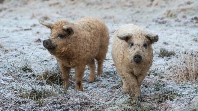 Giống lợn Mangalitsa trong bộ lông cừu được phát hiện vào giữa thế kỷ 19.