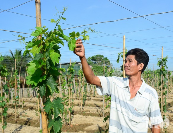  Cây nho có nguồn gốc từ các nước Âu- Mỹ xa xôi đã “bén duyên” sinh trưởng tốt trên vùng đất nắng gió Ninh Thuận. Cây nho cho hiệu quả kinh tế cao đã góp phần nâng cao đời sống cho hàng ngàn nông hộ trồng nho trên địa bàn tỉnh. Trên địa bàn tỉnh cũng đã hình thành những vùng chuyên canh nho nổi tiếng về chất lượng được thị trường ưa chuộng như nho xanh Thành Sơn; nho đỏ Thái An, Mỹ Tường, Cà Đú, An Hải… Cây nho được canh tác theo tiêu chuẩn VietGAP và an toàn sinh học bảo đảm chất lượng vệ sinh thực phẩm. Hàng năm, nông dân Ninh Thuận cung cấp cho thị trường khoảng 40- 50 ngàn tấn nho trái thương phẩm.