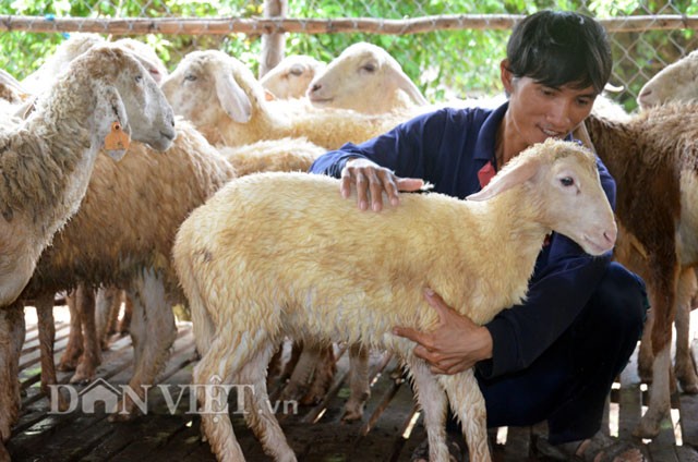 Thoáng chút giây phút ngập ngừng, anh Võ Sĩ Phúc (ở tổ dân phố 3, thị trấn Mộ Đức, huyện Mộ Đức) kể: Sau khi tốt nghiệp Trung cấp Công nghệ thông tin - trường ĐH Công nghiệp Quảng Ngãi, anh xin được việc tại một công ty dược ở Đà Nẵng. Tuy công việc làm khá ổn định, thế nhưng với khoản thu nhập cũng chỉ đủ trang trải cho cuộc sống cho nên sau nhiều đêm suy nghĩ, anh Phúc quyết định về quê để tìm cách làm giàu. Và vật nuôi được anh Phúc chọn lựa là cừu.