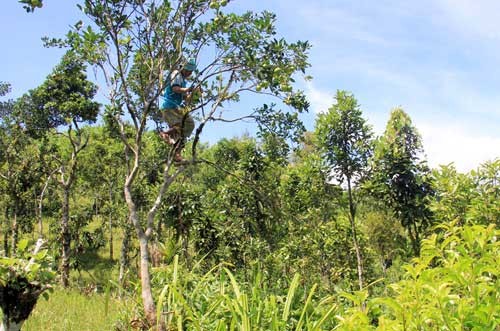 Người dân thu hoạch trái hường trồng trên rẫy của gia đình. Đây là một trong những loại  rau quả rừng mọc tự nhiên ở miền núi Quảng Ngãi.