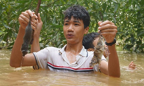 Chùm ảnh: Ngụp lặn trong nước lũ săn món chuột đặc sản