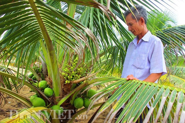 Sau 3 năm trồng trọt, trong số 130 cây  dừa xiêm lùn da xanh nằm sát biển của gia đình ông Nguyễn Văn Dậu đã có hơn 70% cây cho quả.