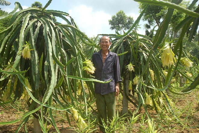 Thanh long vỏ đỏ ruột trắng, ruột đỏ rất phổ biến ở Việt Nam, nhưng riêng loại  thanh long vàng lại khá hiếm. Trước đây, tại Bình Thuận có một số hộ từng trồng thử nghiệm nhưng vì không phù hợp nên ngưng dần.