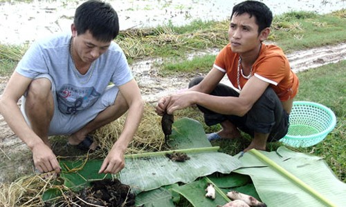 Độc đáo kiểu săn chuột đồng của người dân xứ Nghệ