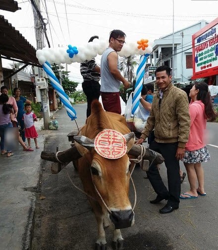 Đám cưới chú rể Thụy Điển và cô dâu Bình Thuận chở nhau bằng xe bò. Từ đất nước Thụy Điển xa xôi, cha mẹ chú rể Mattias đến dự đám cưới con trai Mattias với cô dâu Hoàng Cơ Đại. Do không có điều kiện và cũng muốn tạo sự khác biệt nên chú rể Mattias quyết định dùng xe bò  đón  dâu.